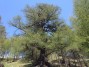 Arolla 15