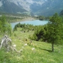 derborence 2011 (3)
