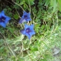 derborence 2011 (8)