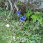 derborence 2011 (9)