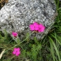 oeillet-1