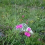 oeillet-2