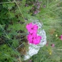 oeillet-4